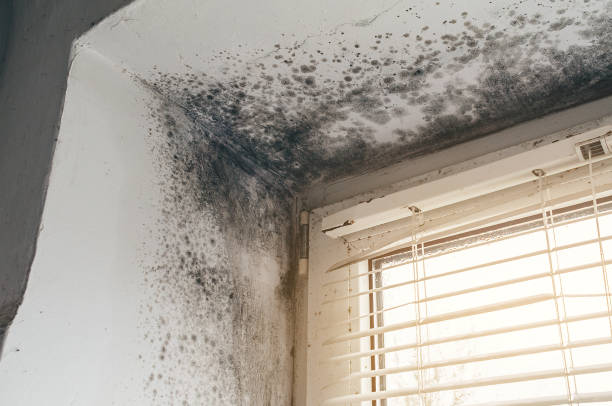 Affordable Attic Mold Remediation solutions in Dover, TN