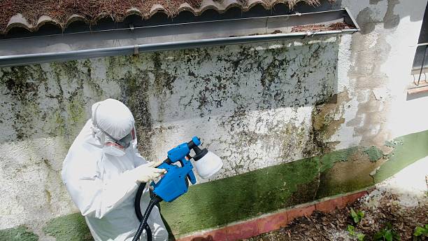 Top rated local Attic Mold Remediation specialists in Dover, TN